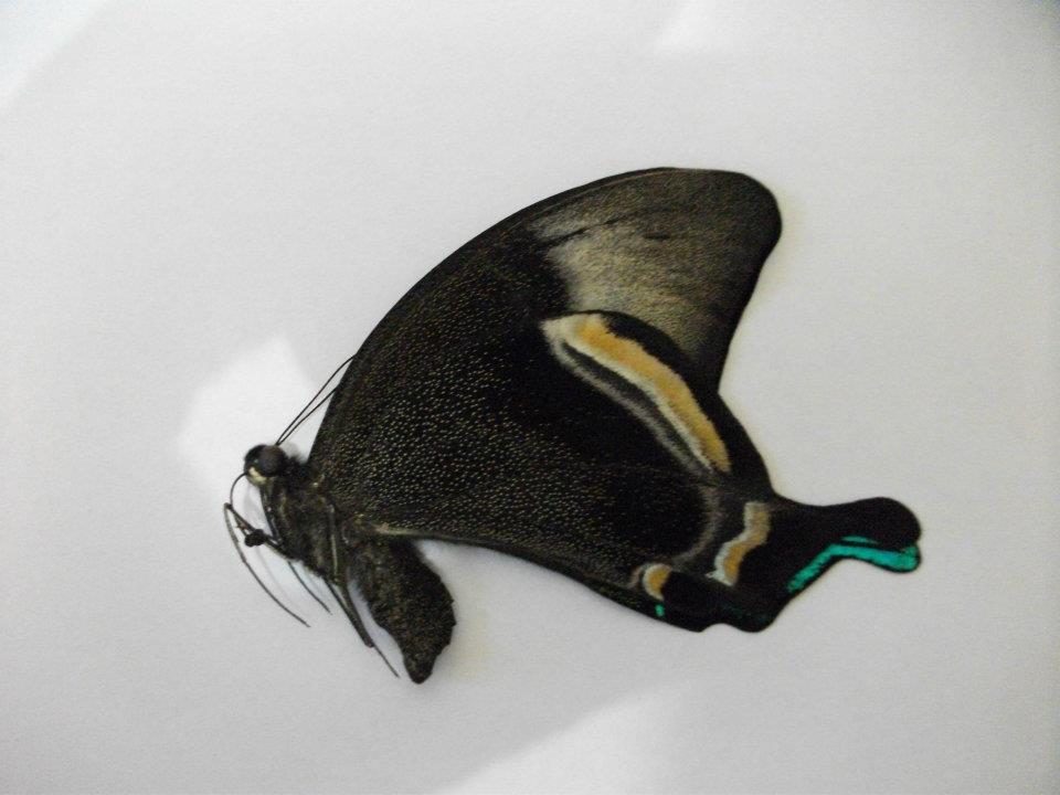 Papilio blumei (Aberration unmounted papred verso) (Internet Image property of respective owner, non-commercial use only)